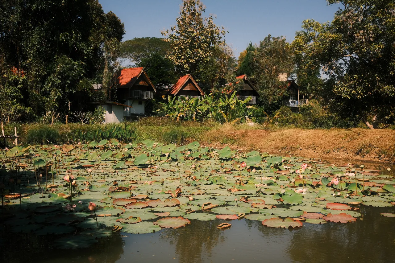 Lily pads